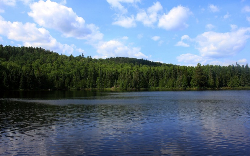 5-Year Review of Forest Action Plans and Effective Water Quality Protections
