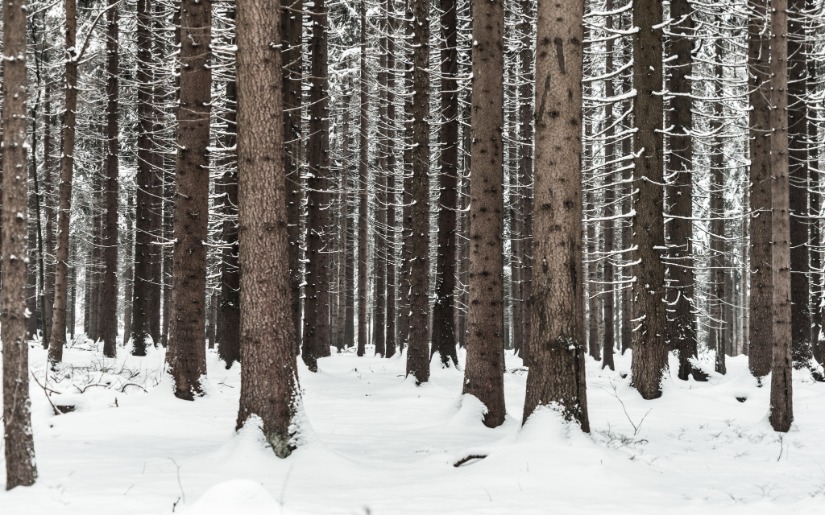 Forest Certification Update: Changes to the SFI and FSC Standards in 2015