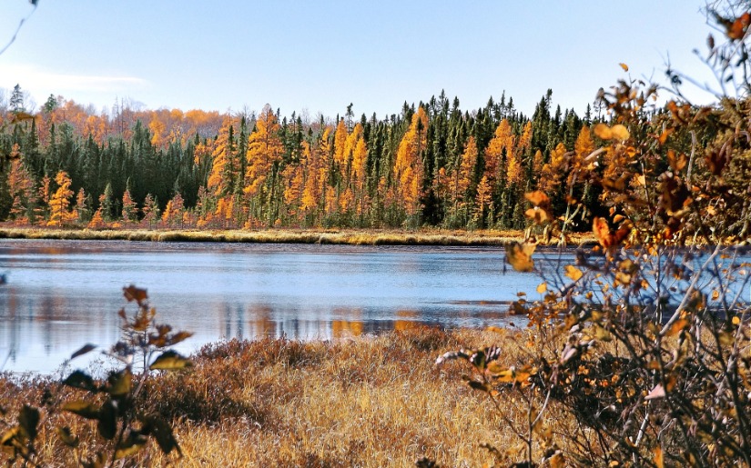 Vital Forests/Vital Communities Redux: So What? Now What?