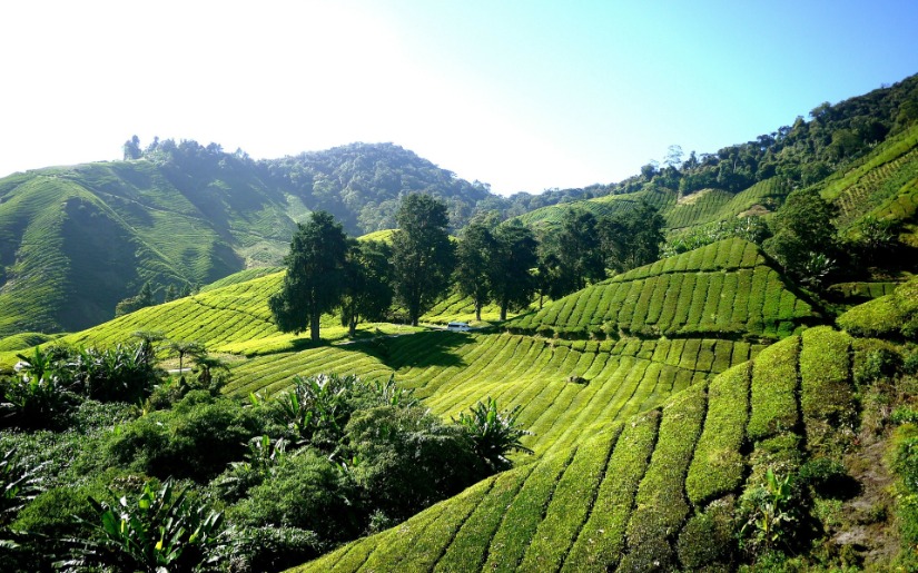 Join Dovetail Partners at Malaysian Timber Conference
