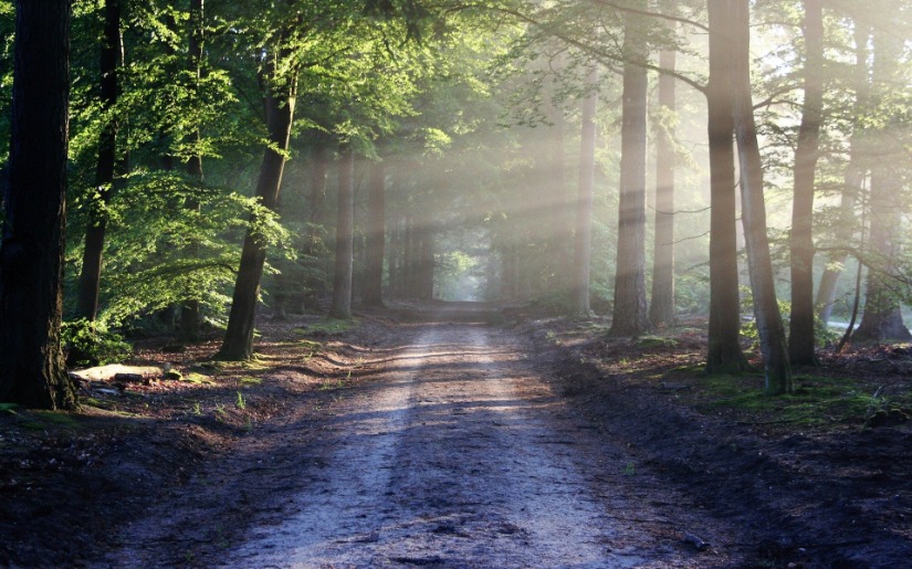 The Impacts and Benefits of the Family Forest Indicators
