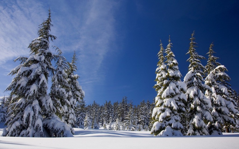 Certification for the Management of the U.S. National Forest System