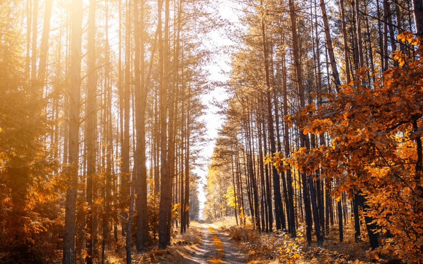 Beginner's Guide to Third-Party Forest Certification - PEFC