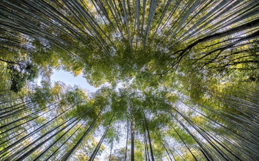 Bamboo Flooring: Environmental Silver Bullet or Faux Savior?