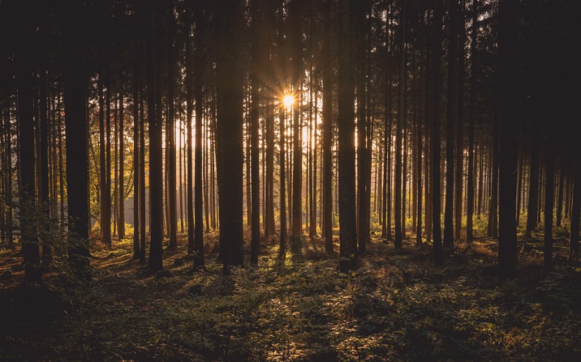 Fast-Growth Tree Plantations for Wood Production