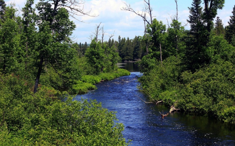The Great Lakes Region: A Forest Certification Hub - 6-month Status Report