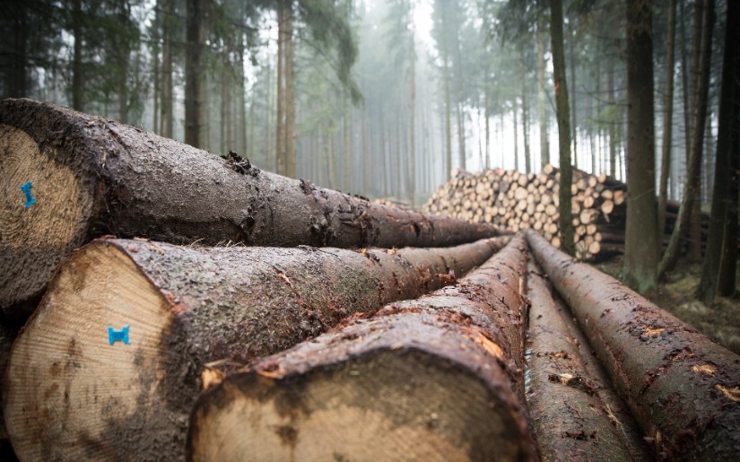 Fernholz contributes to Forest Products Annual Market Review