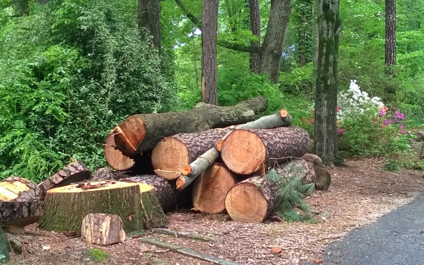 Urban Wood Use Program Brochure